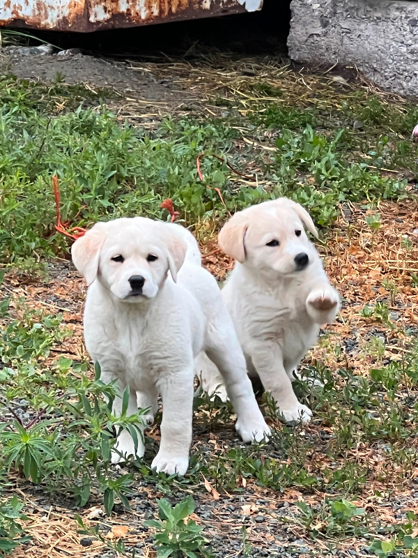Two male Lab cross puppys Dogs & Puppies for Rehoming Kamloops Kijiji