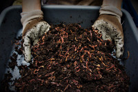 1.0 LBS Red Wiggler Compost Worms | Vers Rouge | Cocoons, Cast