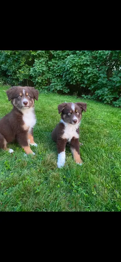 Australian Shepherd puppies 1 female 2 males, View more