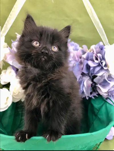 Maine Coon: Social, Fun-Loving Black Kitten, View more