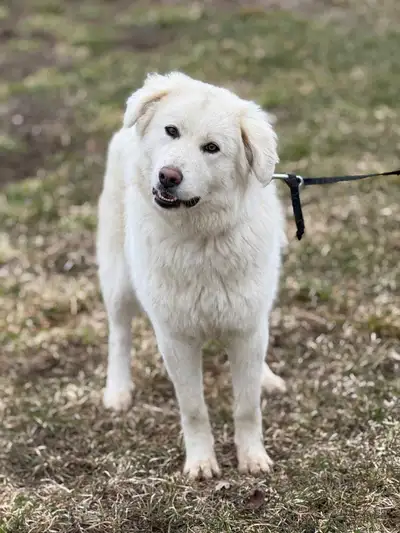 To adopt: Great Pyrenees Female, 15 Months, Needs a Farm Home, View more