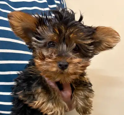 Yorkshire, View more