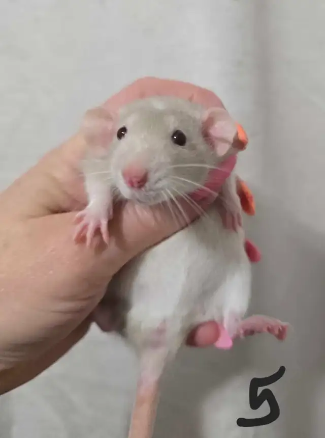 rat girls in Small Animals for Rehoming in Saskatoon - Image 8