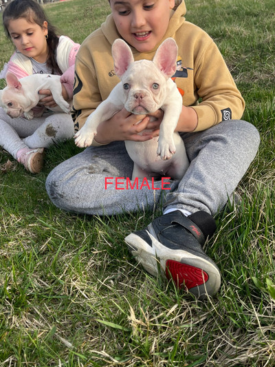 CKC Registered French bulldog puppies 