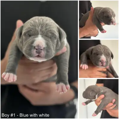 2 LEFT! Purebred American Bull Puppies, View more
