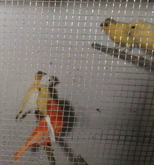 Healthy Yellow Canary in Birds for Rehoming in City of Toronto - Image 2