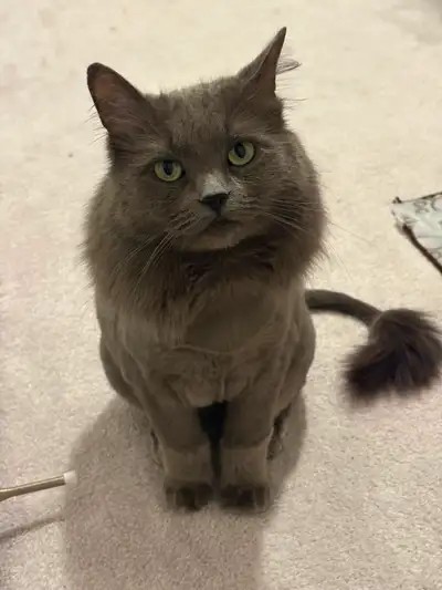 Free cat for a loving home, View more