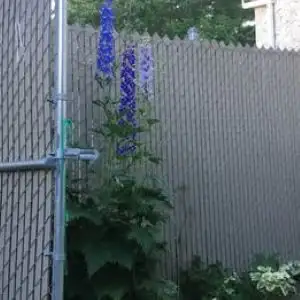 Delphinium seeds, 4 grams bag $6, deshelled/loose seed, View more