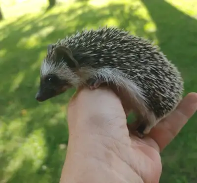Haylie sweet dark masked S&p baby girl hedgehog, View more