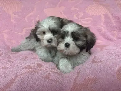  Adorable Shih Tzu Puppies for Sale , View more