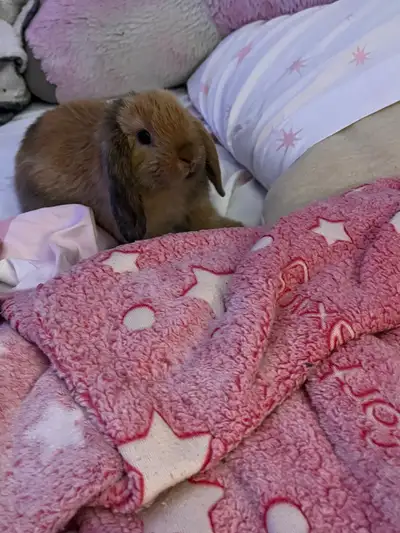 Meet the adorable rabbit, ready to hop into a new home! This sweet bunny is looking for a loving fam...