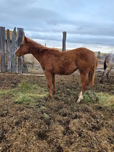 2025 filly, will be registered with AQHA. Sired by Genuinelyagentleman x shiver shake and her dam is...