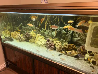 Clearing Out - Aquarium with all the fish and complete set up, View more