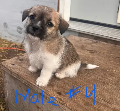 $300 obo, I’m open to all fair offers ShiTzu/Jack Russell mix puppies 1 female, 3 male, they are rea...