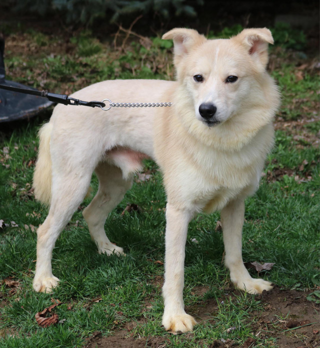 Pomsky Male Available in Dogs & Puppies for Rehoming in Hamilton