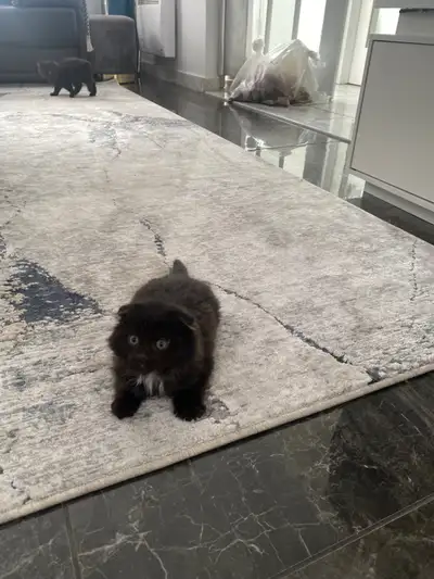 Adorable kittens Super playfull and loves human company just like their mom and dad. Mom is a baline...