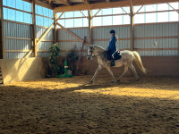 Arabian Andalusian gelding for lease 