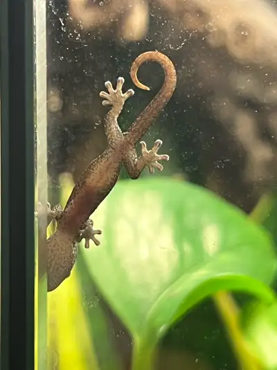 Baby mourning geckos for sale message with any questions