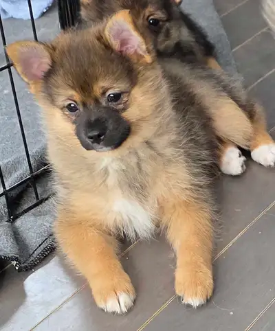 pomsky puppies last Girl, View more