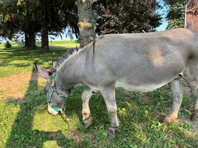 male mini  donkey in Horses & Ponies for Rehoming in Owen Sound - Image 9