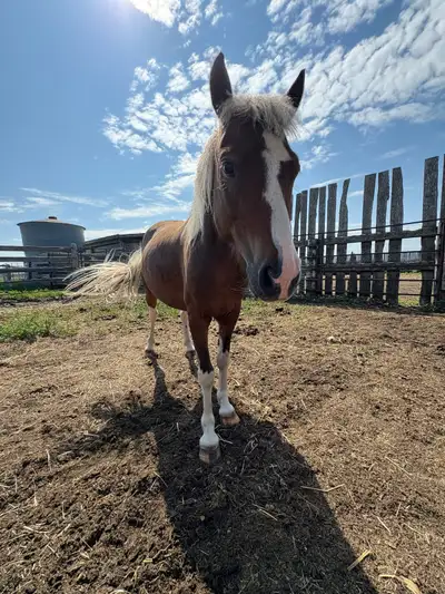 Pony Gelding, View more