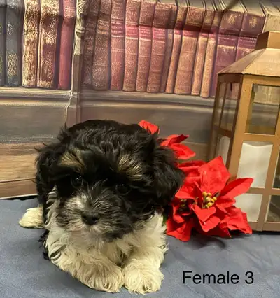 Baby puppies, View more