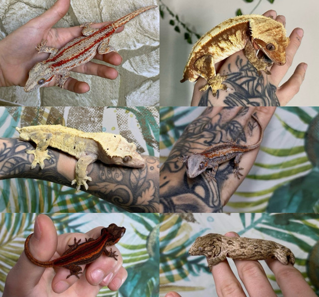 12 crested geckos for sale in Other in London