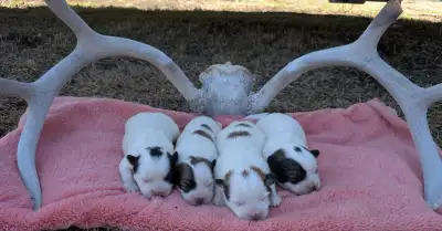 Newborn TRI-COLORED Shih-tzu cross. (shih-mo) Pups!, View more
