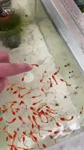 300 guppys  for free, View more