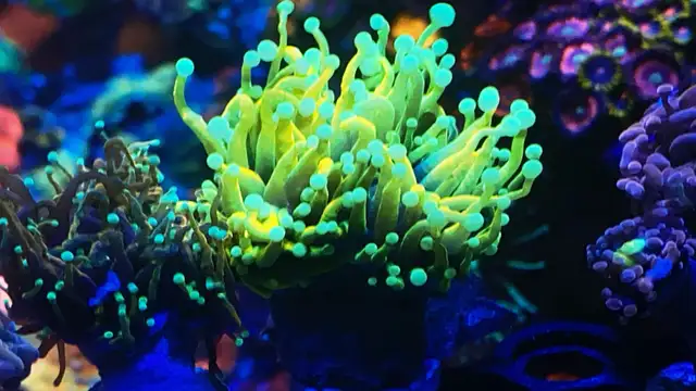 Ultra Banana Torch in Fish for Rehoming in Markham / York Region - Image 4
