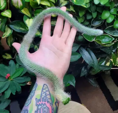 Monkey Tail Cactus Cutting, View more