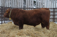 2 YEAR OLD BULLS ----- RED and  BLACK ANGUS and POLLED CHAROLAIS