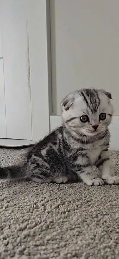 Pure bread scottish fold kittens, View more