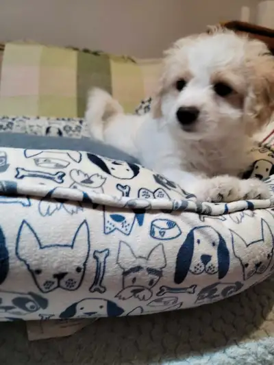 Pretty, friendly, cheerful and healthy. Born on Dec 22, between female maltipu and male puddle. 2 ma...