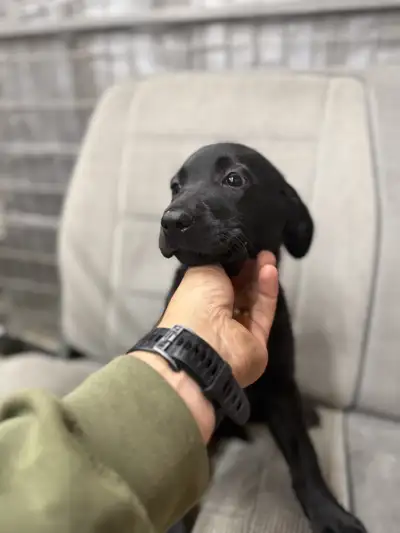 Ckc black Labrador retriever , View more