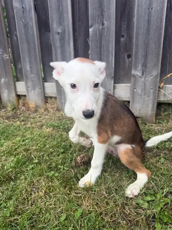 Cute Jack russell mix puppy in Dogs & Puppies for Rehoming in City of Toronto - Image 5