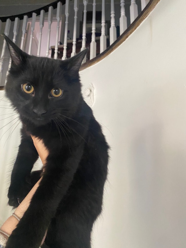 Adorable male kitten for sale!! URGENT! See discription Cats