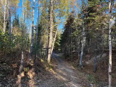 Need tree cutting service and chipping near Lappe., View more