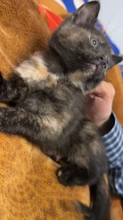 Kittens For Sale , View more