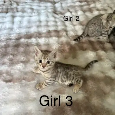 Purebred Bengal Kittens, View more