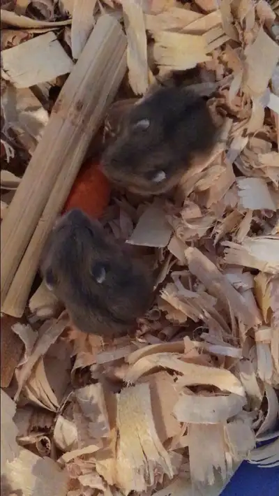 Friendly Dwarf Hamster Babies Needing Homes ASAP! 2 left, View more