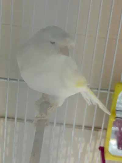 Canaris mâle, View more