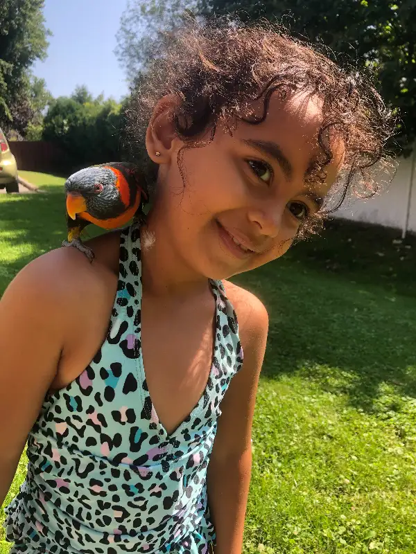 Lorikeet parrot very tame,talk,dance,sociabilize in Birds for Rehoming in Oshawa / Durham Region - Image 11