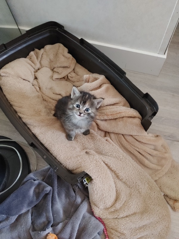 3/4 Maine Coons female kitten Cats & Kittens for Rehoming Edmonton