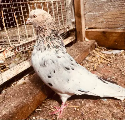 pigeon for sale, View more
