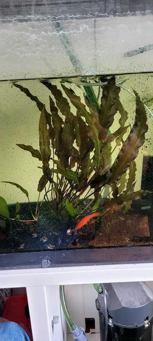 Fish & Aquarium setup (AS IT IS) in Fish for Rehoming in Oakville / Halton Region - Image 5