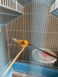 Yellow Male Canary