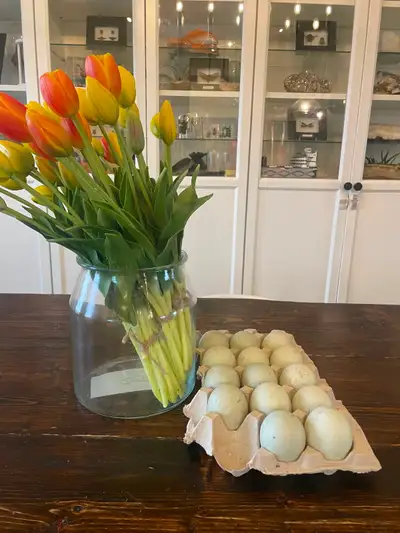Ancona duck green egg gene hatching eggs, View more