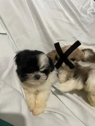 Bonjour adorable petit chiots shihtzu née le 8 avril 2025 prêt a partir le 8 juin 2025 reste le mâle...