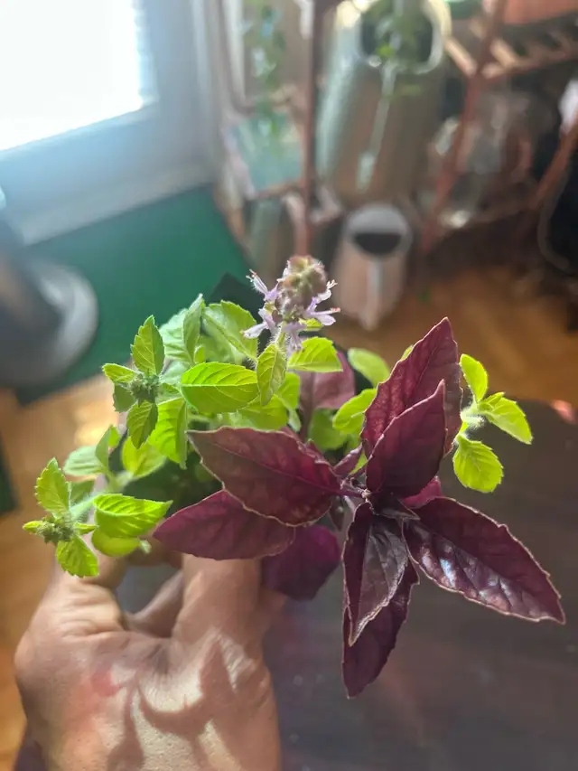 Holy Basil (Good Fortune Plant) in Plants, Fertilizer & Soil in City of Toronto - Image 8